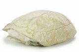 Inflated Fossil Tortoise (Testudo) w/ Limb Bone - South Dakota #355982-1